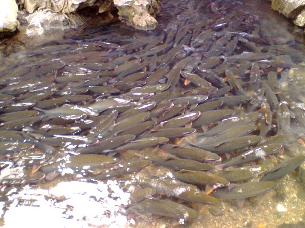 Trải nghiệm vuốt ve những con cá thần